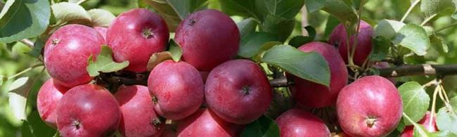 Описание сорта яблони Минусинское красное (Минусинка)
