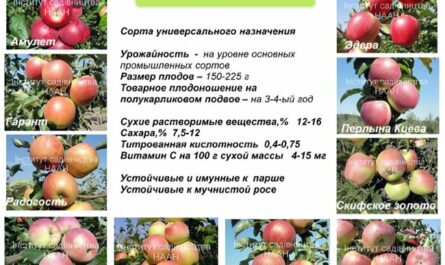 Описание сорта яблони Московское позднее, особенности сорта и плодов, сроки цветения и созревания