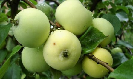 Яблоня Белый налив: особенности выращивания сорта