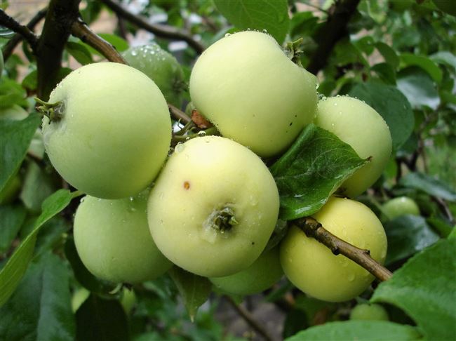 Яблоня Белый налив: особенности выращивания сорта