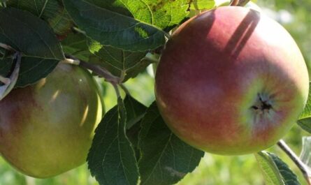 Профессор ОГУ рассказал о том, какие яблони лучше сажать в Оренбургской области