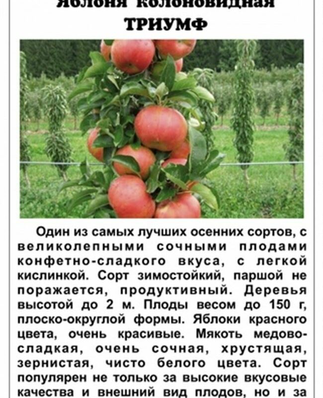 Описание сорта колоновидной яблони Есения, преимущества и недостатки, как собирать и хранить урожай