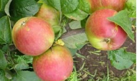 Яблоня Орловское полосатое: фото, описание, выращивание