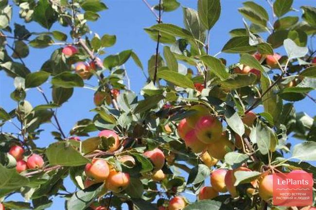 Техника формирования пальметты на плодовых деревьях
