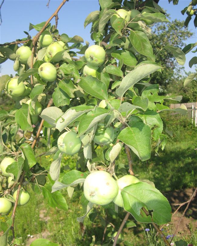 Описание сорта яблони Папировка: фото яблок, важные характеристики, урожайность с дерева