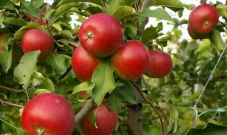 Описание сорта яблок Пепин шафранный