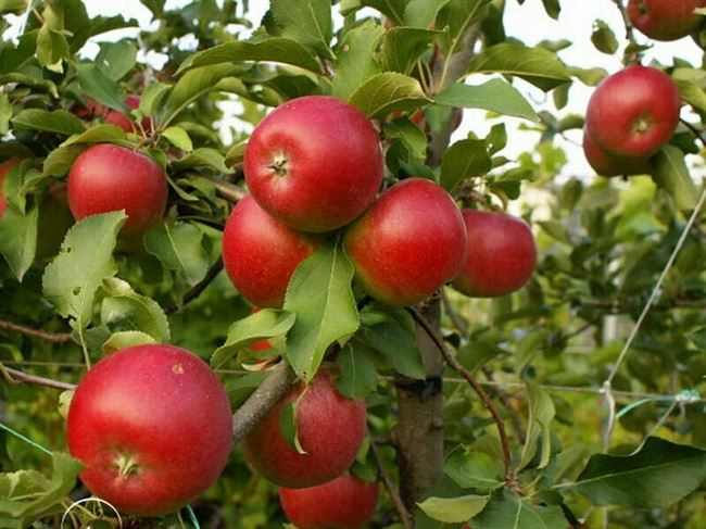 Описание сорта яблок Пепин шафранный