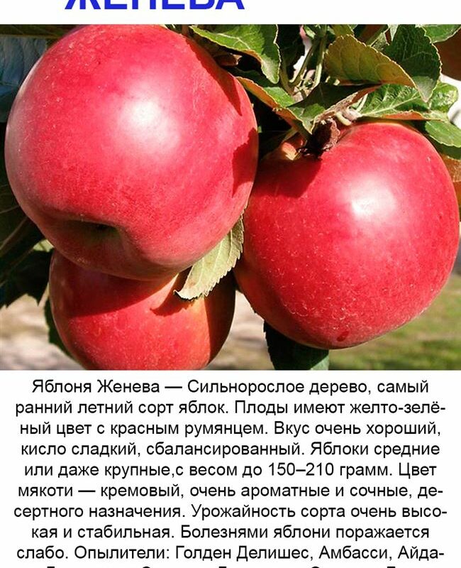 Описание и характеристики, особенности выращивания и регионы для сорта яблонь Подарок садоводам