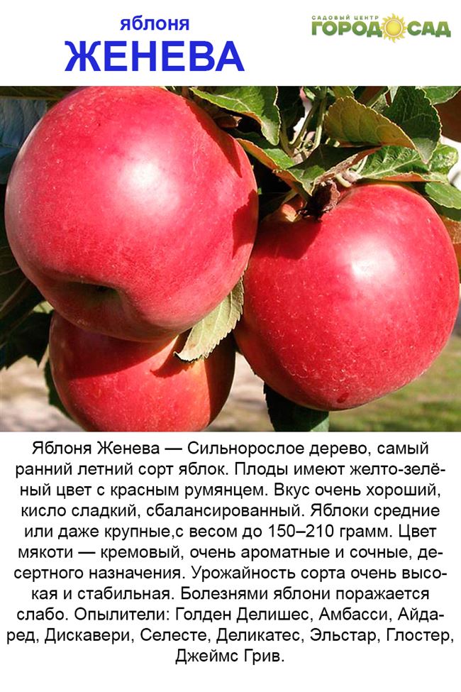 Яблоня Подарок садоводам: отзывы, секреты посадки и ухода с фото