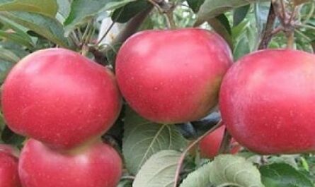 Описание сорта яблони Прикубанское