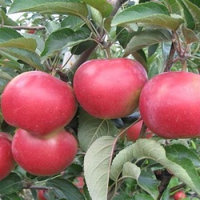 Описание сорта яблони Прикубанское