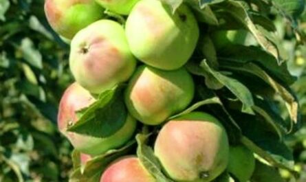 Описание сорта яблони колоновидной Приокское и ее урожайность, достоинства и недостатки