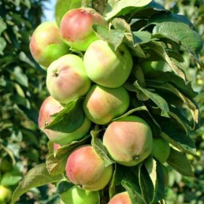 Описание сорта яблони колоновидной Приокское и ее урожайность, достоинства и недостатки