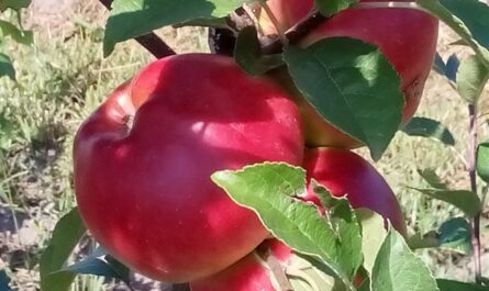 Высокая продуктивность при минимальном уходе: яблоня Ред Фри (Редфри)