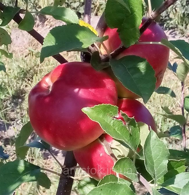 Высокая продуктивность при минимальном уходе: яблоня Ред Фри (Редфри)