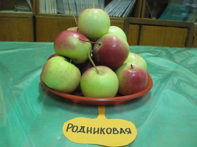Сорт яблони Родниковая
