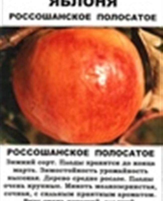 Яблоня зимняя Россошанское полосатое