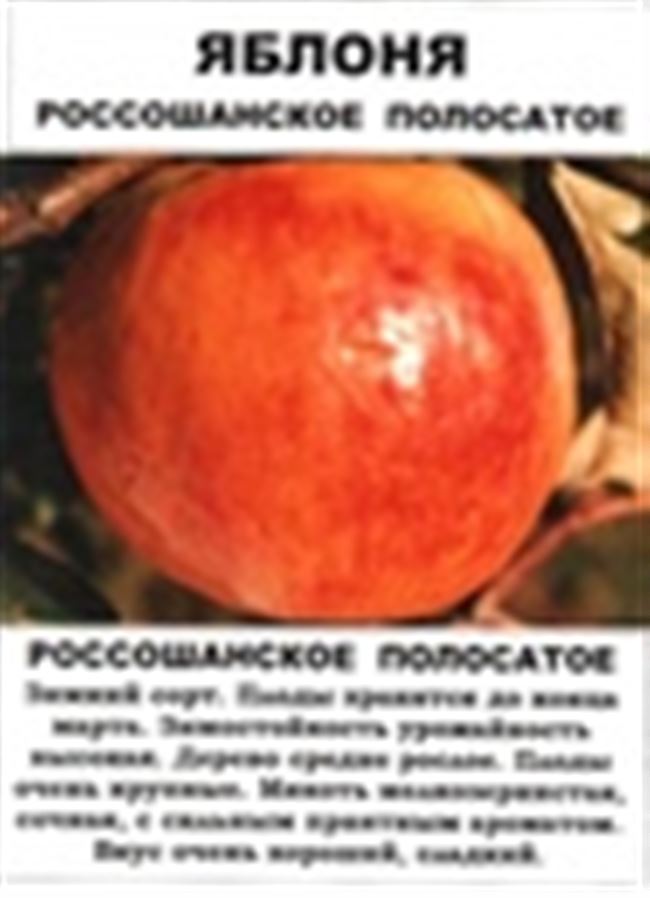 Яблоня Россошанское Полосатое: разновидности, описание и характеристики сорта с фото