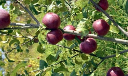 Сорт яблони Зорька: характеристика, особенности посадки и ухода