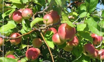 Сорт яблони Синап и его разновидности: высокий урожай при минимальном уходе