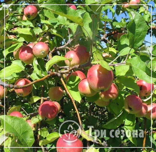Сорт яблони Синап и его разновидности: высокий урожай при минимальном уходе