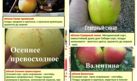 Яблоня Синап орловский: особенности сорта и ухода