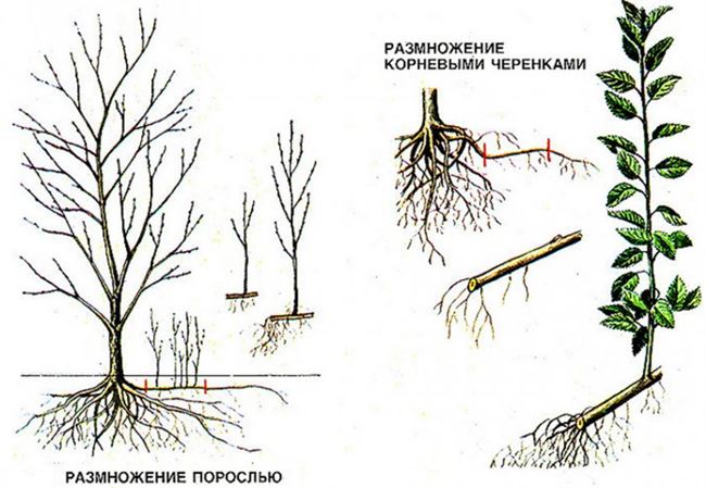 1. Размножение сливы черенками