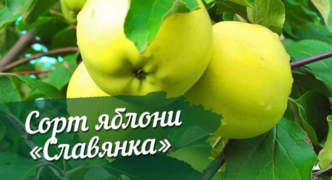 Выносливая яблоня Славянка