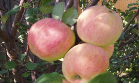 Сортовые особенности яблони Солнышко