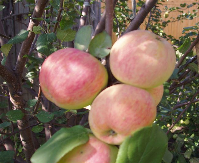 Сортовые особенности яблони Солнышко