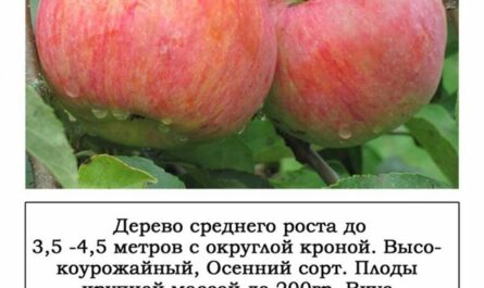 Память тихомирова яблоня описание фото