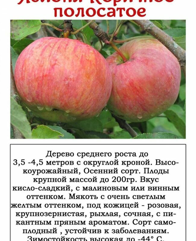 8 сортов яблонь, которые стоит посадить