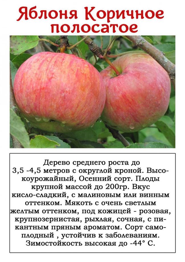Лучшее в саду: О сортах яблони Богатырь и Тамбовское