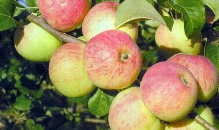 Описание яблони Толунай