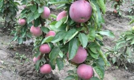 Колоновидная яблоня Триумф: описание сорта и характеристики плодов с фото
