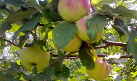 Описание сорта яблони Утес