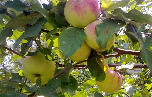 Описание сорта яблони Утес