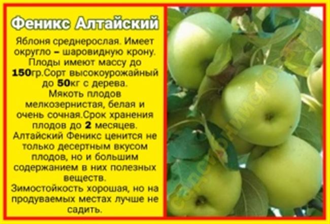 Сорт яблони Феникс Алтайский