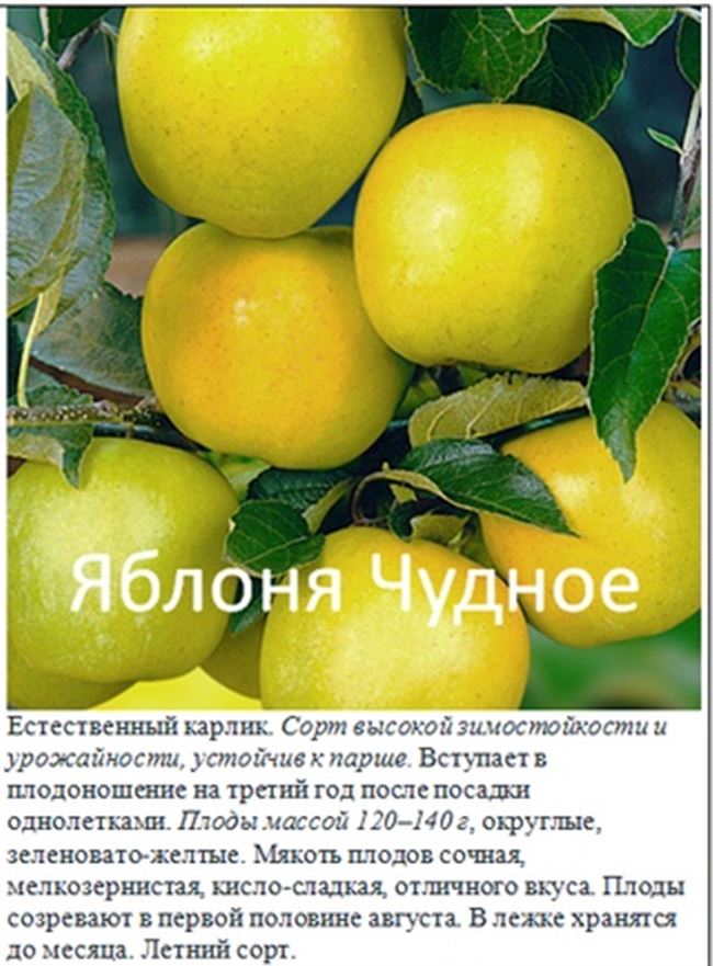 Яблоня Чудное: описание сорта, фото, отзывы садоводов