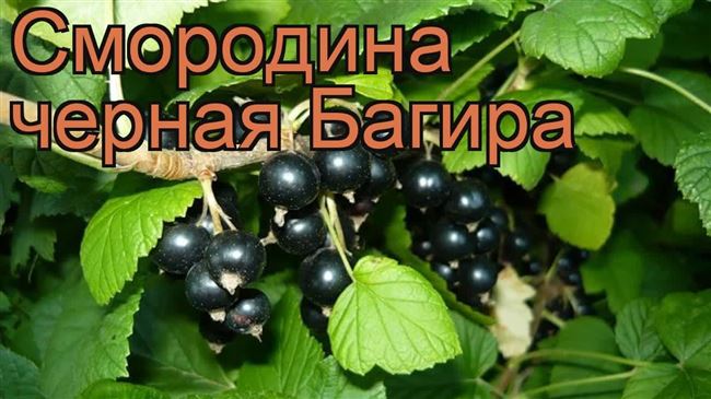 Описание сорта смородины Багира