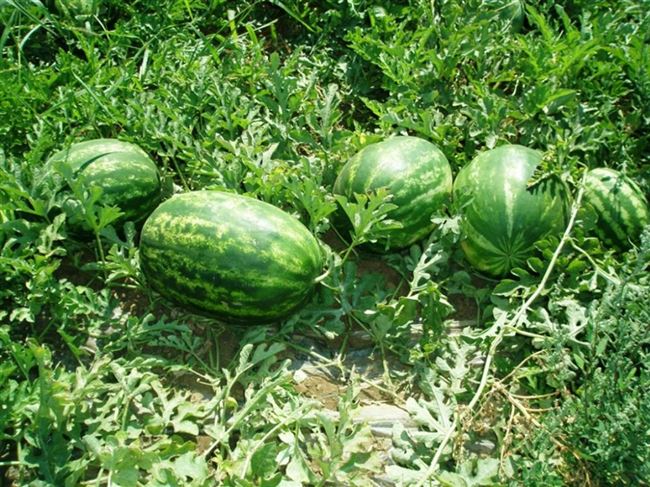 Посадка в защищённый грунт.