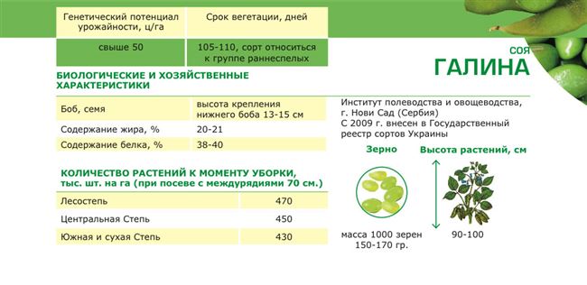 Посадка сои в открытом грунте