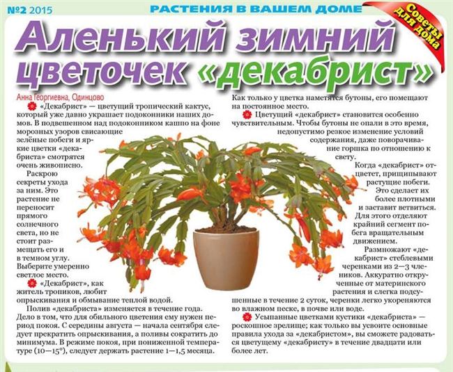 Про цветы - горшечные, садовые, кактусы, уход, советы, пересадка