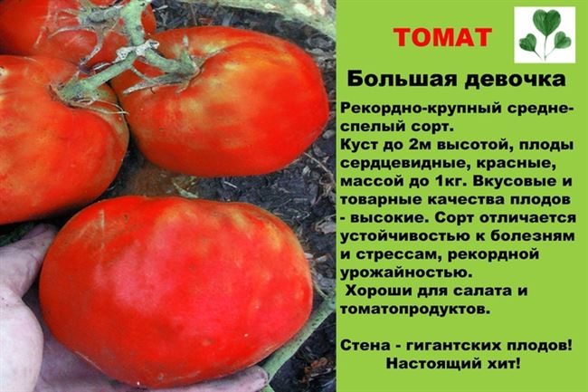 Вкусовые качества плодов