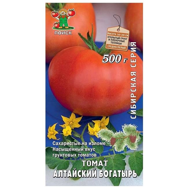 Любимец многих огородников — томат Богатырь: описание сорта и особенности его выращивания