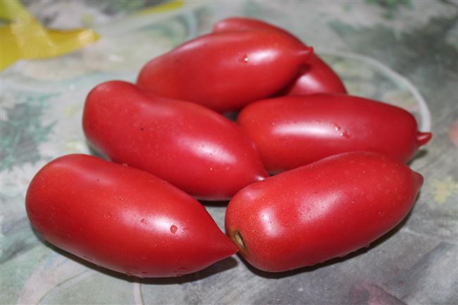Оригинальный томат Алые свечи — высокоурожайный сорт с интересной формой плодов