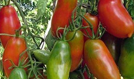 Алый мустанг – отличный сорт перцевидных помидоров