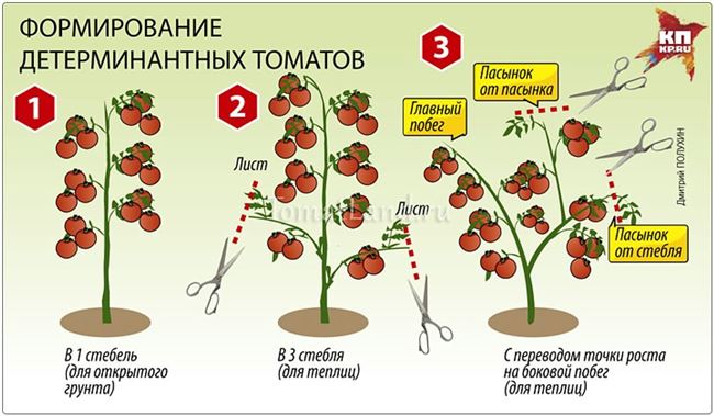 Пасынкование томатов