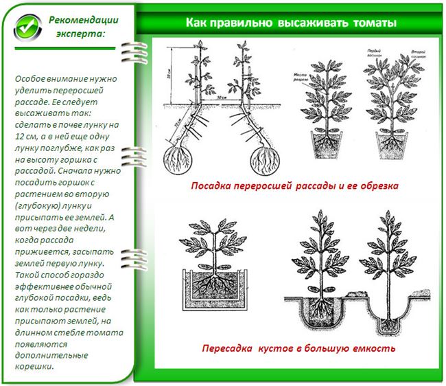 Высадка рассады в грунт